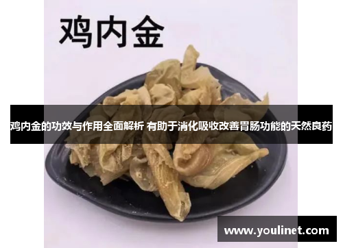 鸡内金的功效与作用全面解析 有助于消化吸收改善胃肠功能的天然良药